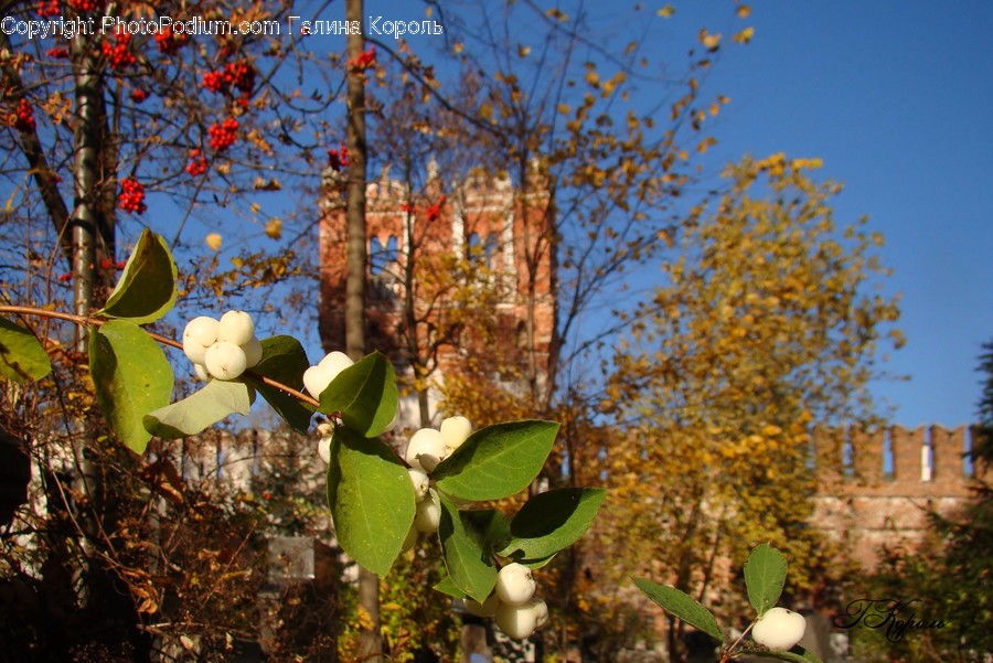 Plant, Blossom, Flower, Leaf, Fruit
