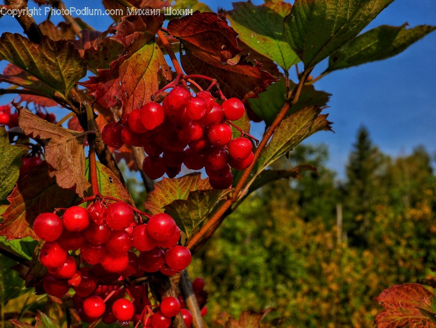 Plant, Fruit, Food, Cherry