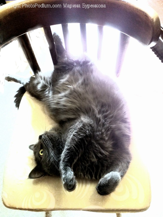Cat, Animal, Kitten, Mammal, Pet