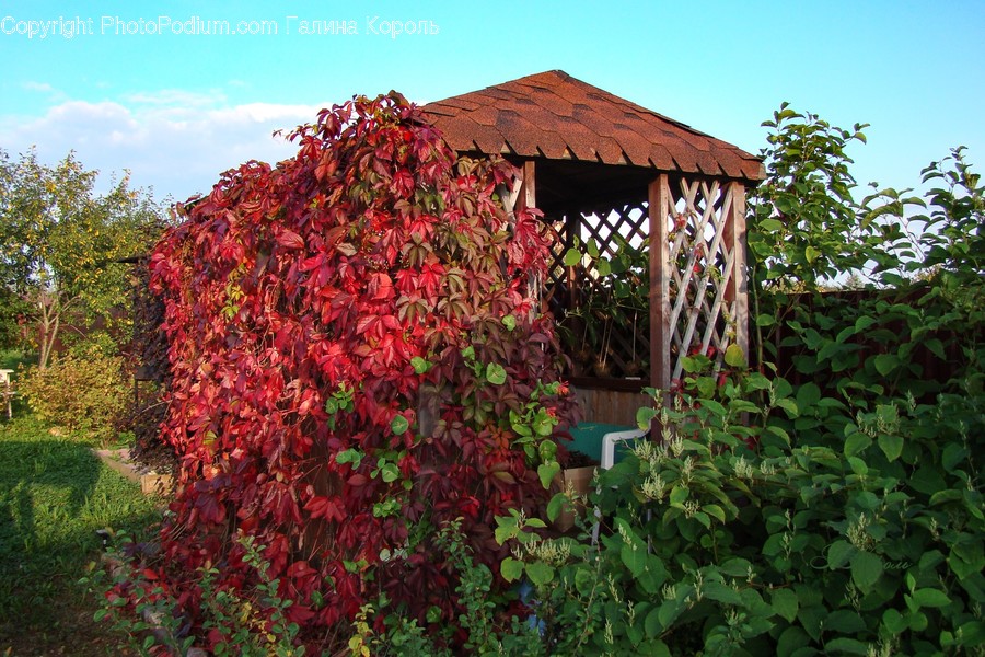 Plant, Outdoors, Porch, Patio, Potted Plant