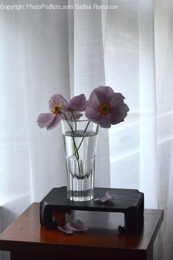 Plant, Flower, Blossom, Geranium, Anemone