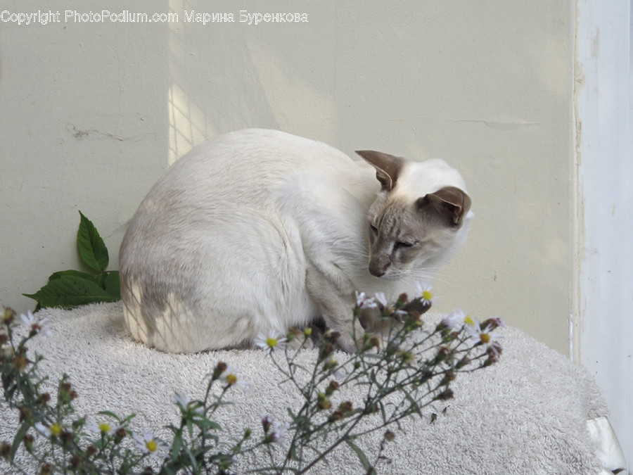Pet, Mammal, Animal, Cat, Siamese