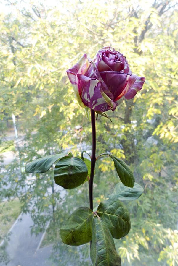 Plant, Flower, Blossom, Rose, Vegetation