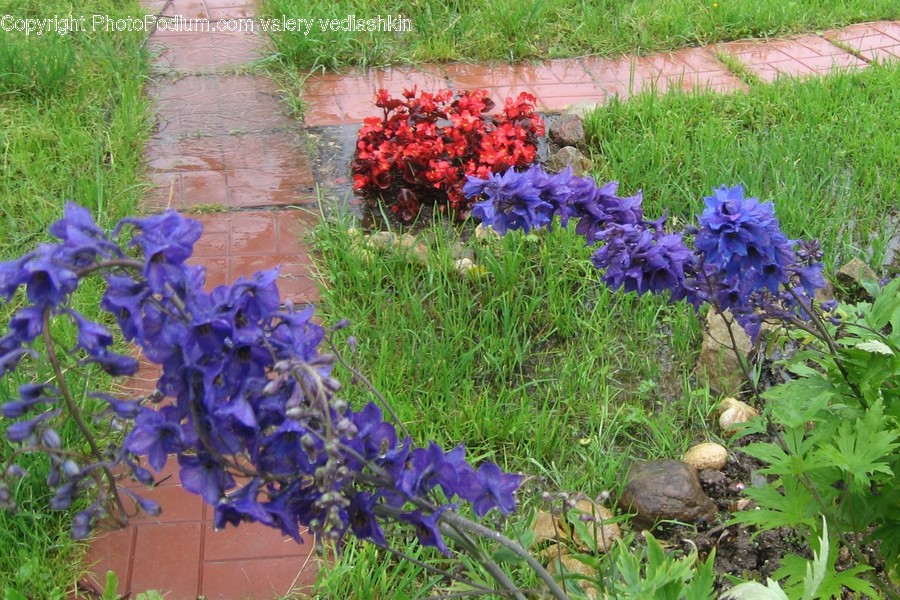 Plant, Flower, Blossom, Iris, Jar