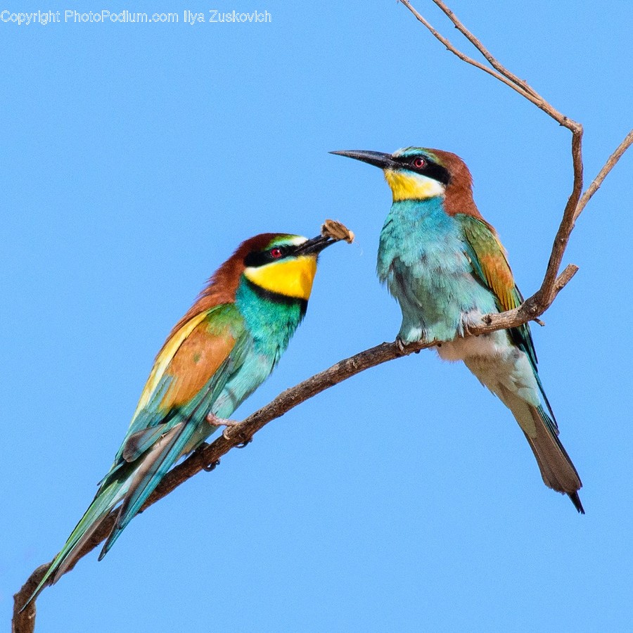 Bird, Animal, Bee Eater