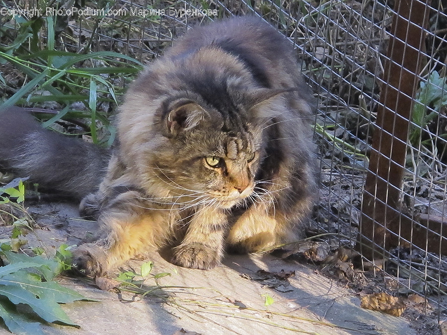 Cat, Pet, Mammal, Animal, Manx