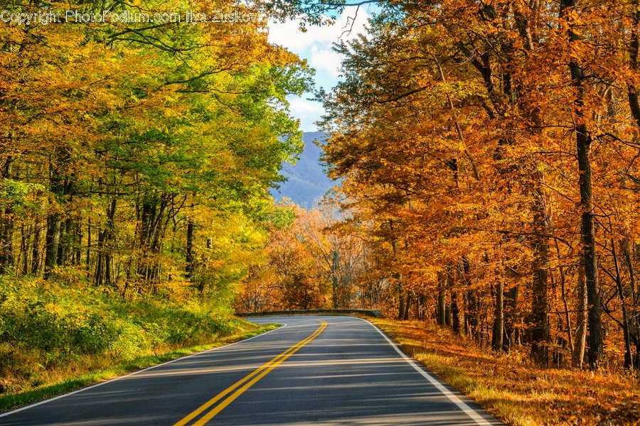 Road, Highway, Freeway, Tree, Plant
