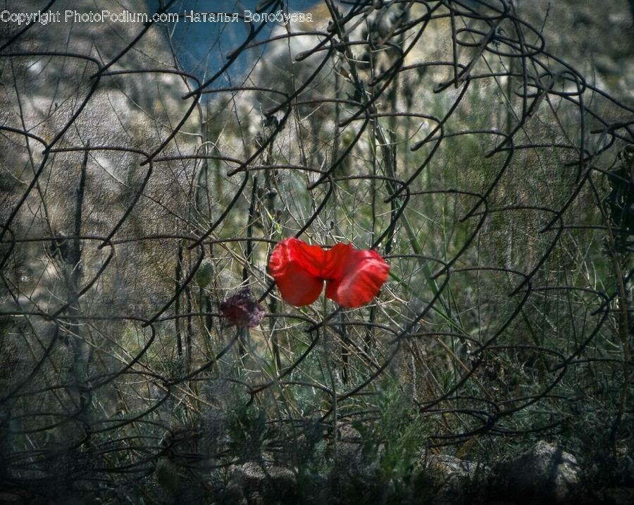 Plant, Blossom, Flower, Rose, Poppy