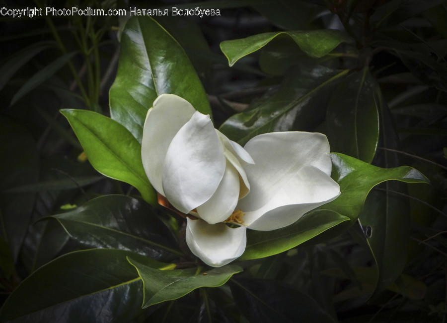 Plant, Blossom, Flower, Leaf, Acanthaceae