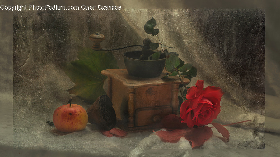 Plant, Art, Painting, Rose, Blossom