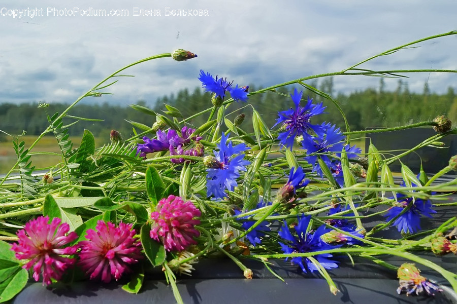 Plant, Flower, Blossom, Geranium, Pottery