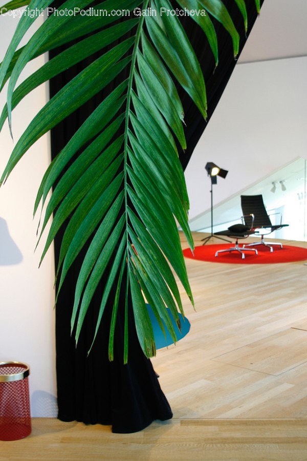 Interior Design, Indoors, Furniture, Flooring, Plant