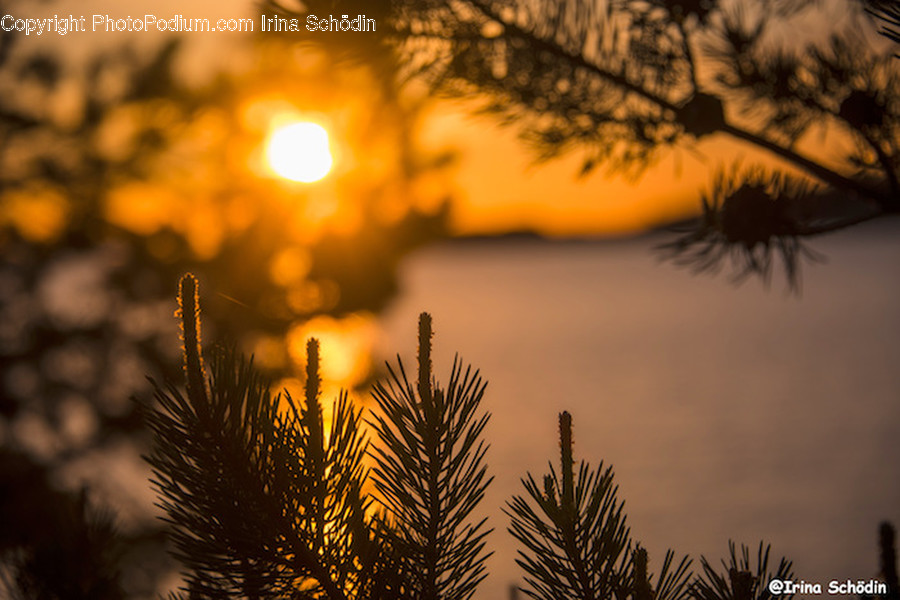 Plant, Tree, Nature, Outdoors, Sunlight