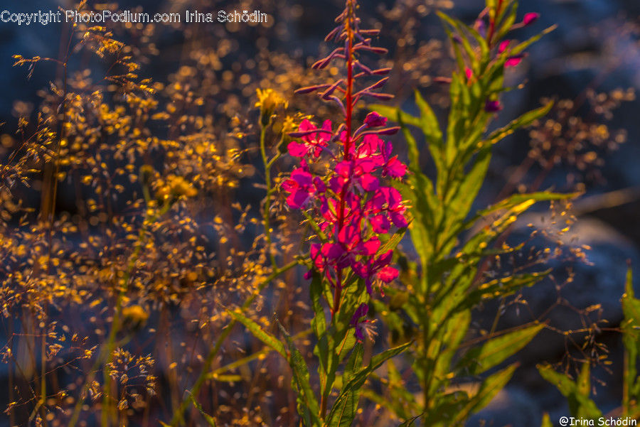 Plant, Blossom, Flower, Acanthaceae, Outdoors