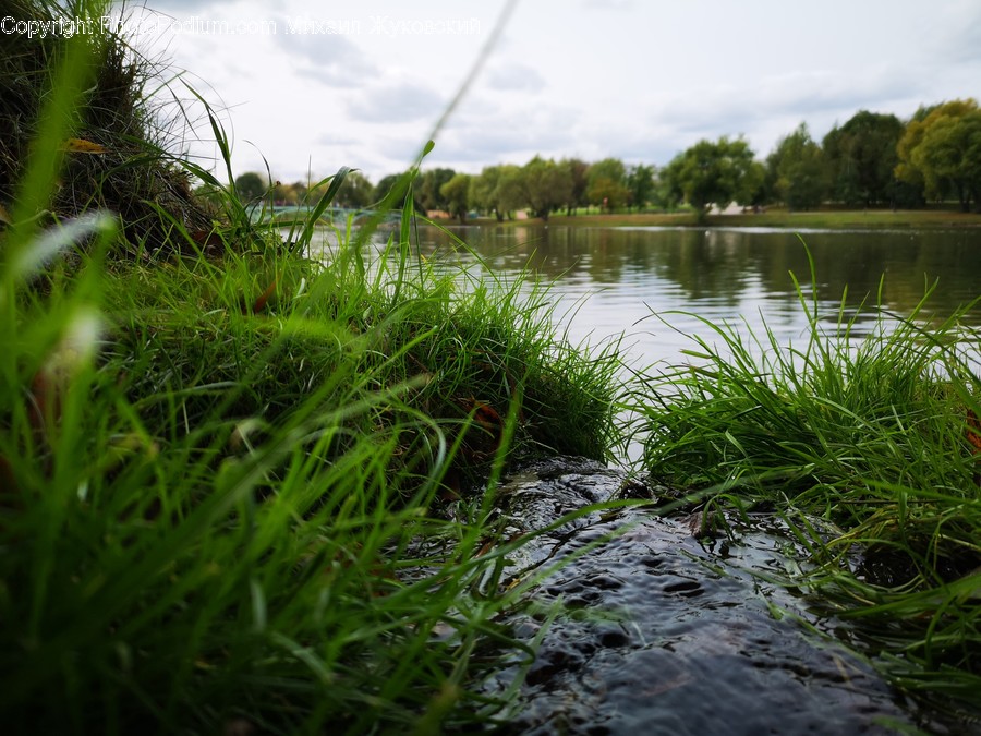 Outdoors, Nature, Land, Water, Bog