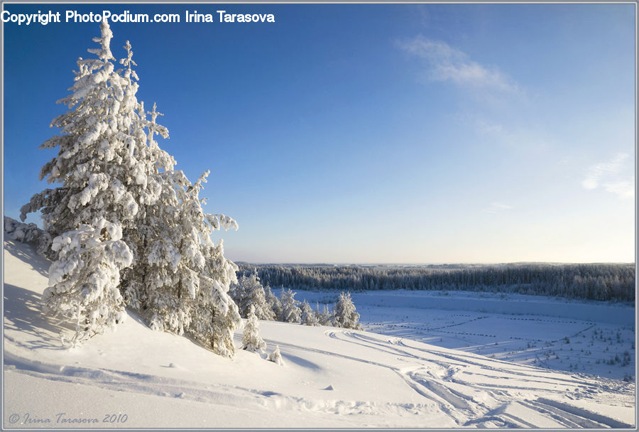 Conifer, Fir, Spruce, Wood, Ice, Outdoors, Snow