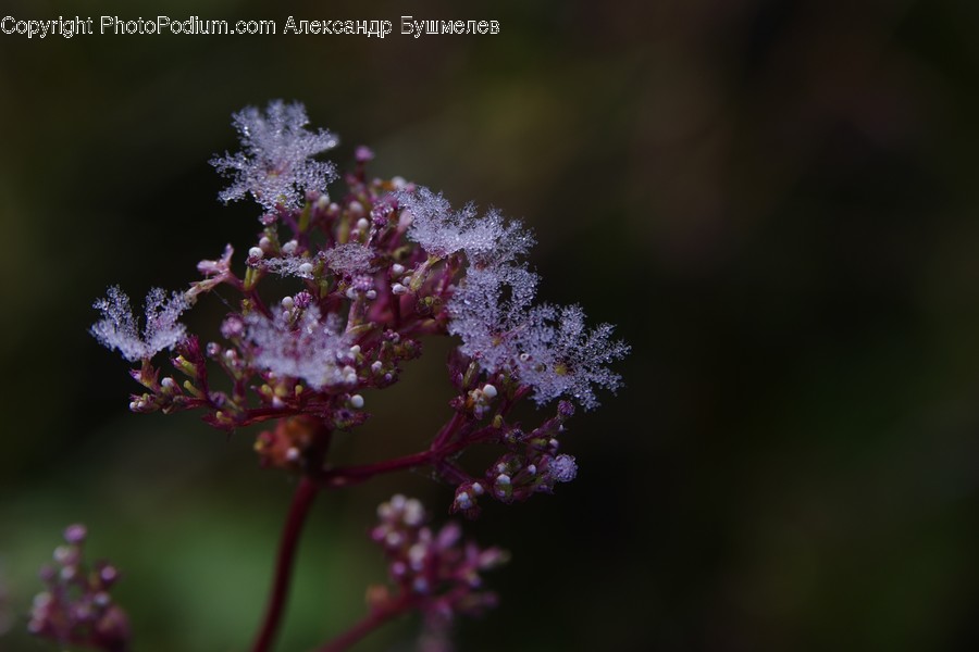 Plant, Flower, Blossom, Acanthaceae, Pollen