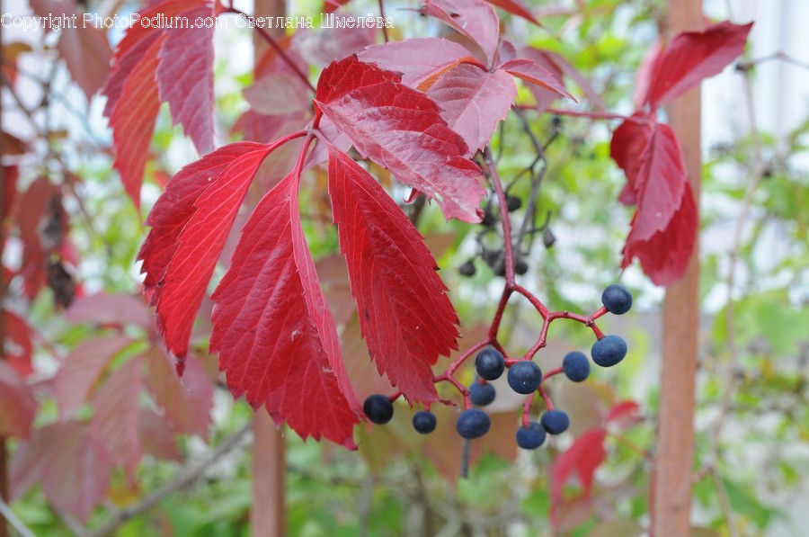 Plant, Blueberry, Fruit, Food, Leaf