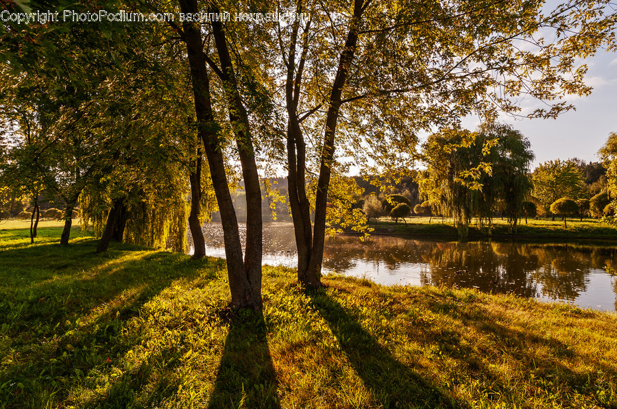 Tree, Plant, Land, Outdoors, Nature