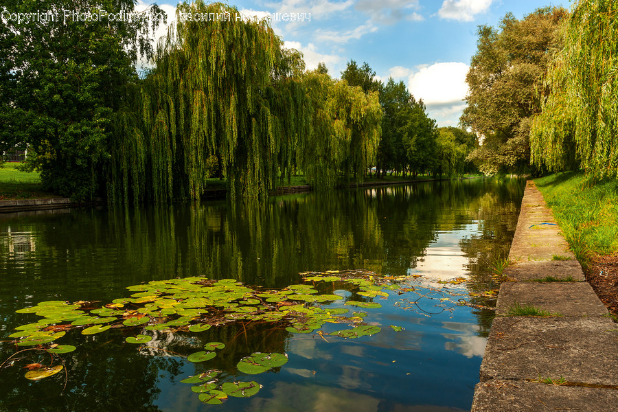 Plant, Tree, Water, Outdoors, Nature