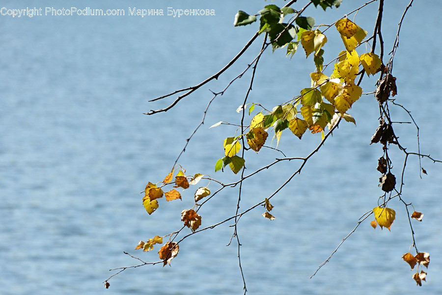 Plant, Leaf, Tree, Animal, Bird