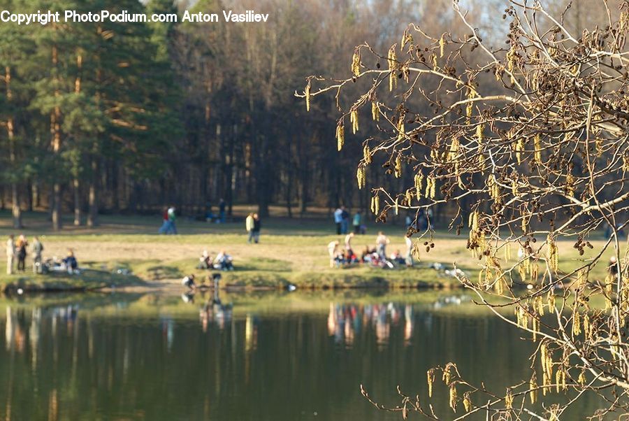 Outdoors, Pond, Water, Land, Marsh, Swamp, Field