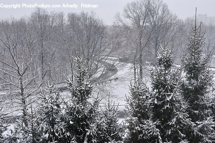 Frost, Ice, Outdoors, Snow, Conifer, Fir, Plant
