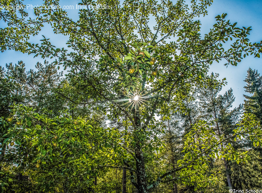 Vegetation, Plant, Tree, Forest, Outdoors