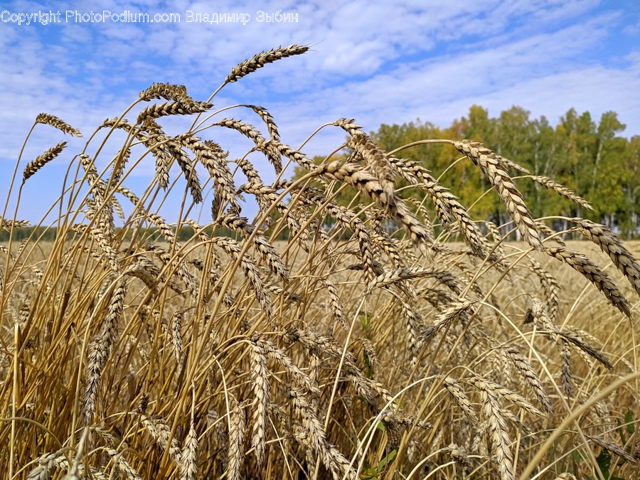 Plant, Produce, Food, Grain, Vegetable