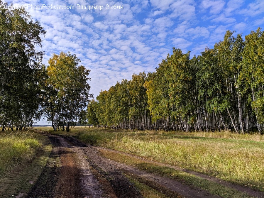 Tree, Plant, Road, Dirt Road, Gravel