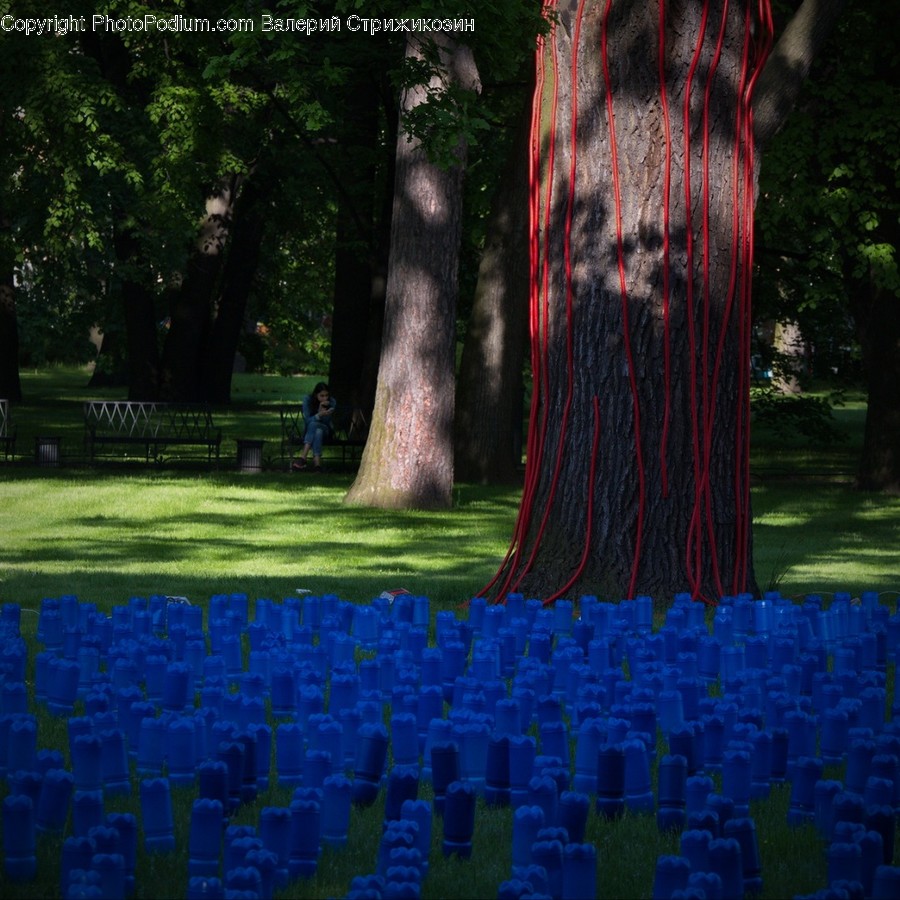 Tree, Plant, Human, Person, Tree Trunk