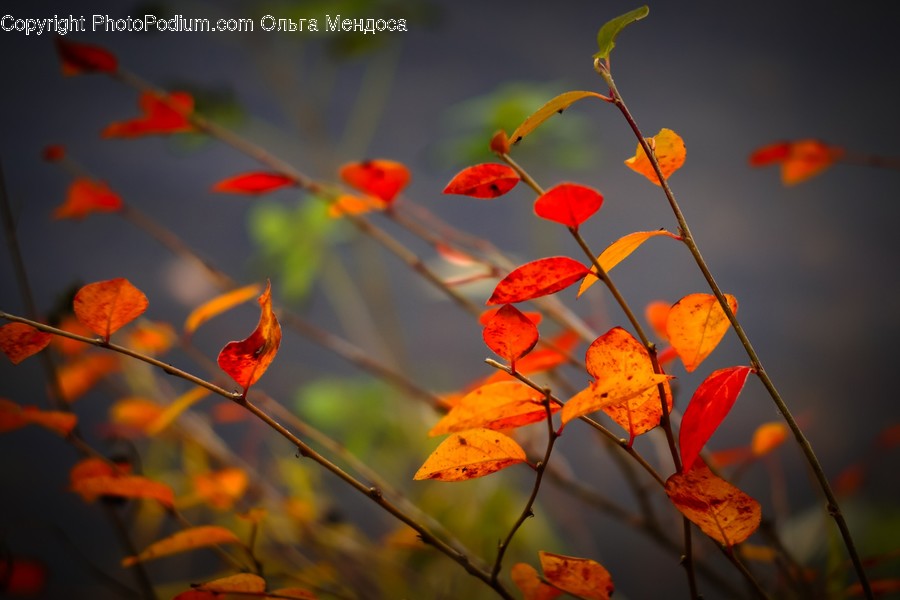Leaf, Plant, Tree, Maple, Animal