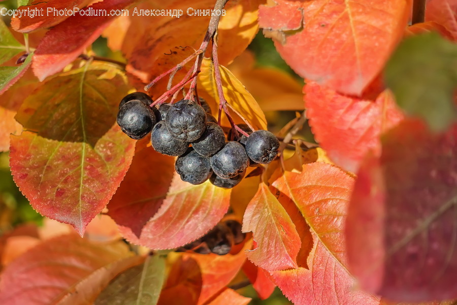 Leaf, Plant, Fruit, Food, Blueberry