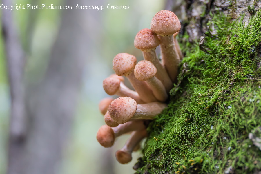 Fungus, Plant, Agaric, Mushroom, Amanita