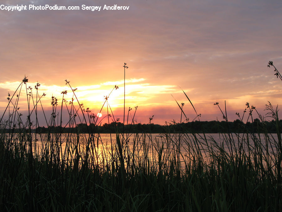 Field, Grass, Grassland, Plant, Reed, Dawn, Dusk