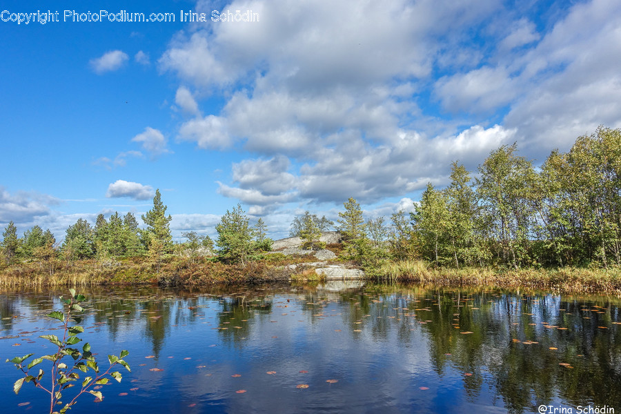 Nature, Water, Outdoors, Land, Fir