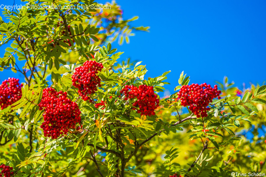 Plant, Leaf, Vegetation, Bush, Blossom