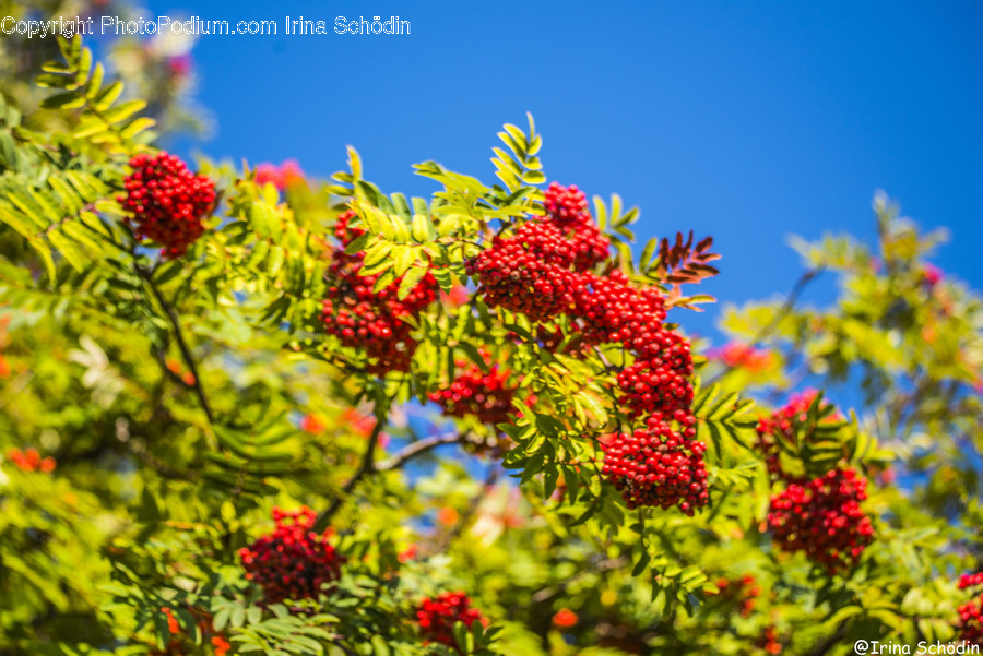Bush, Vegetation, Plant, Tree, Conifer