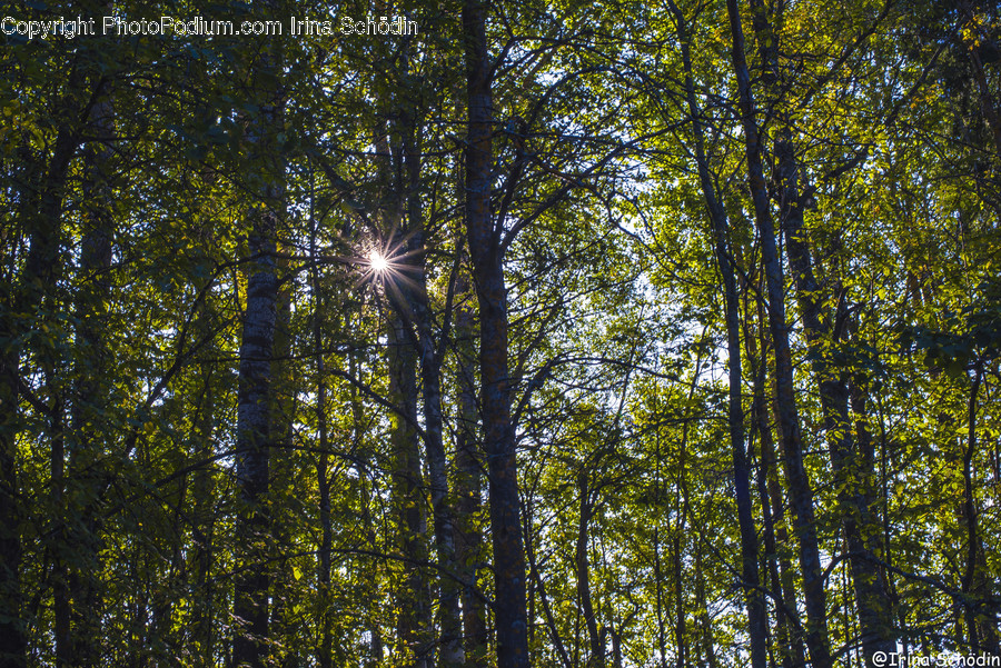 Flare, Light, Plant, Tree, Sunlight