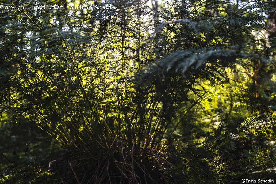 Plant, Animal, Invertebrate, Insect, Grass