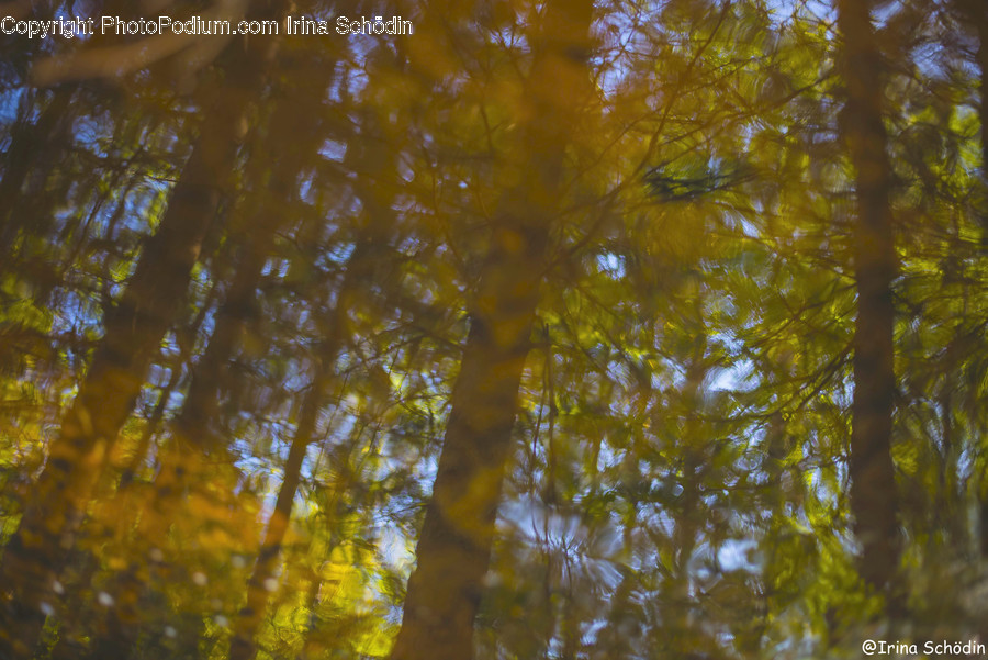 Plant, Tree, Light, Flare, Tree Trunk