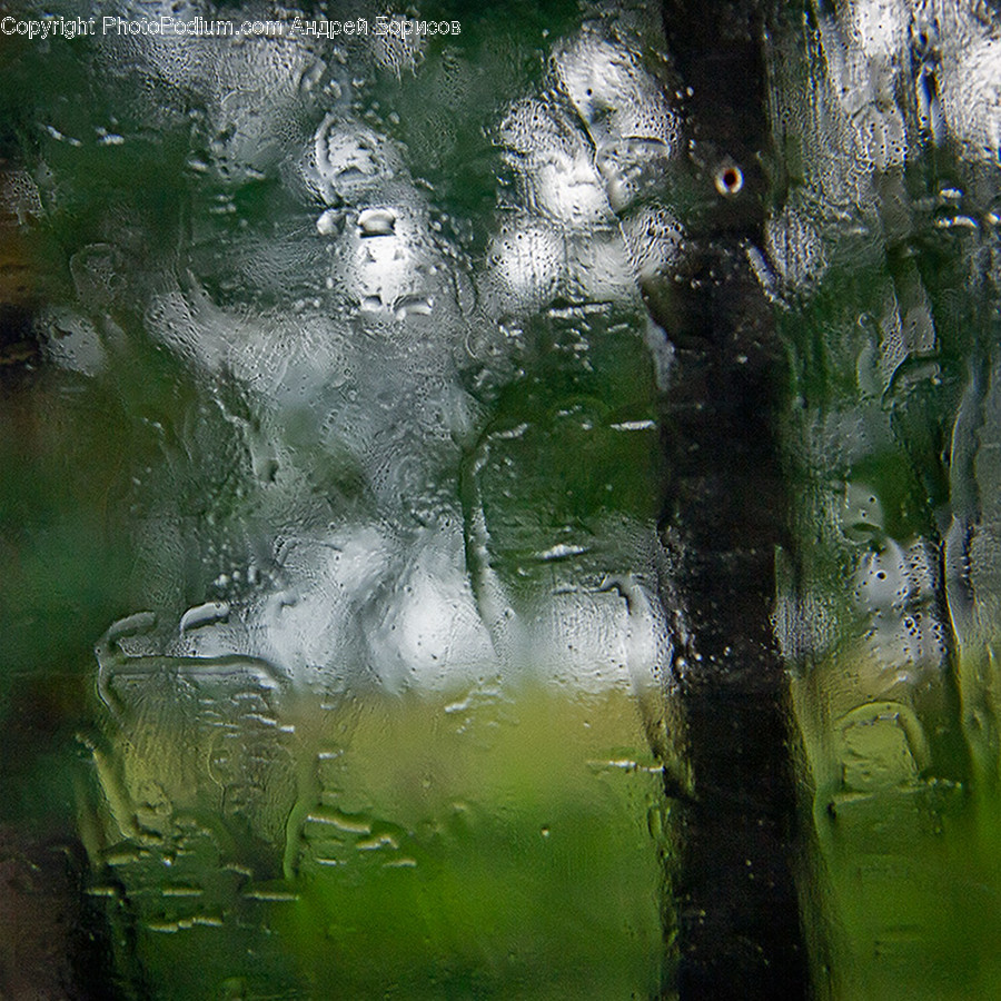 Plant, Water, Outdoors, Tree, Nature