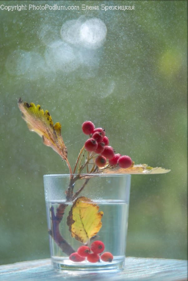 Beverage, Drink, Alcohol, Cocktail, Plant