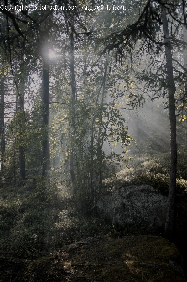 Flare, Light, Plant, Tree, Nature