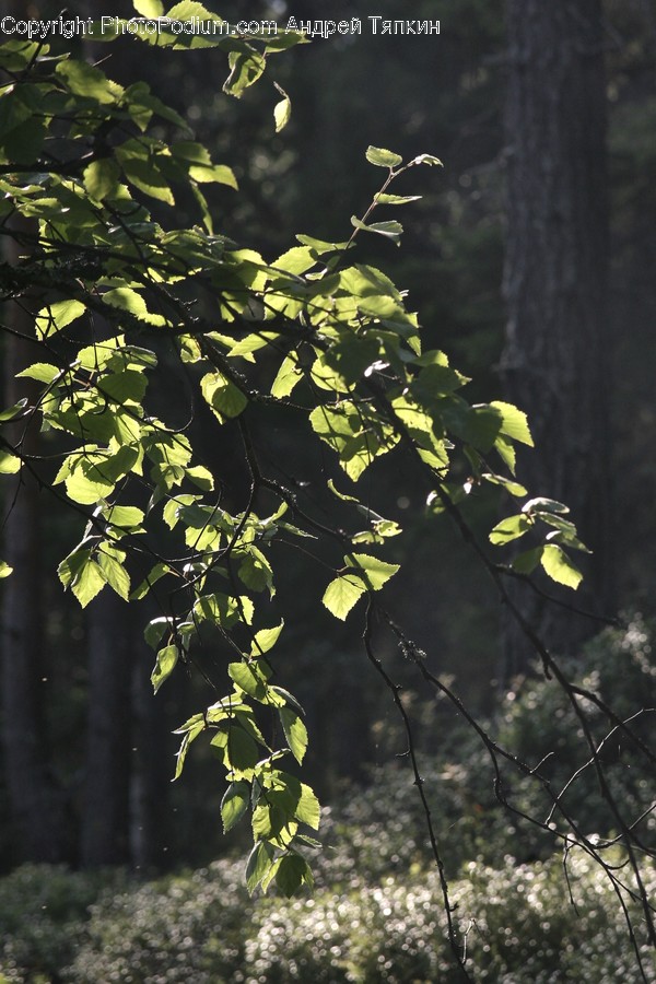 Plant, Tree, Leaf, Tree Trunk, Bird