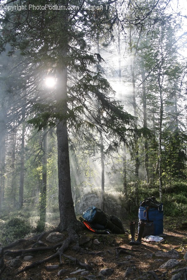 Flare, Light, Tree, Plant, Camping
