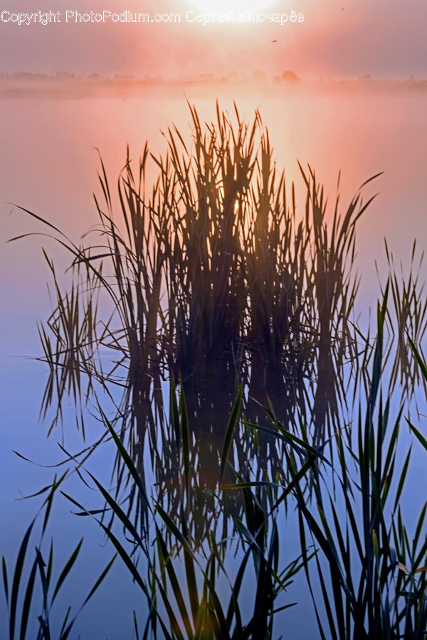 Plant, Grass, Nature, Outdoors, Lawn