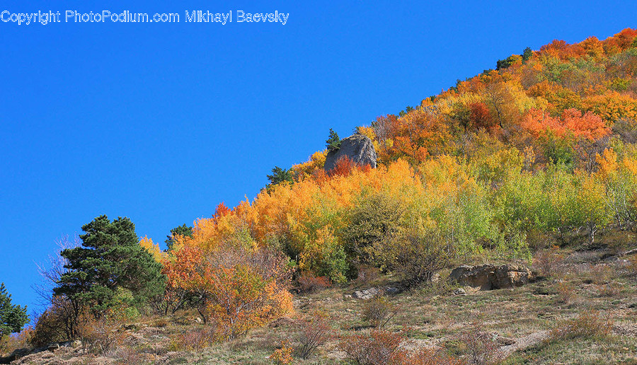 Plant, Tree, Abies, Fir, Conifer