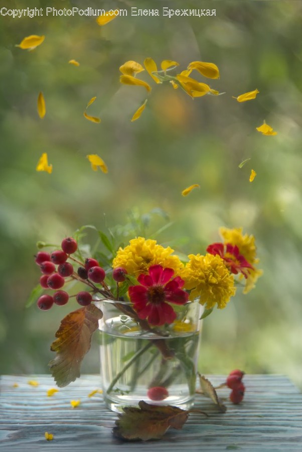 Plant, Art, Flower, Ikebana, Blossom