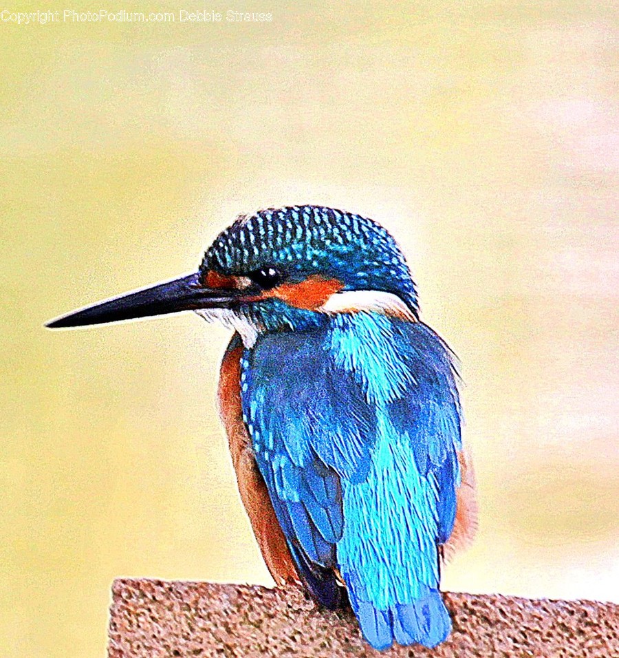 Bird, Bee Eater, Animal, Jay, Bluebird